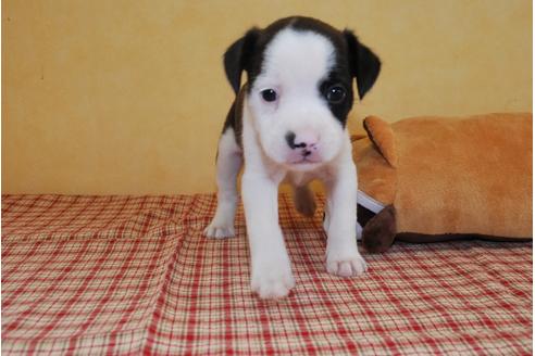成約済の京都府のミックス犬-76714の3枚目