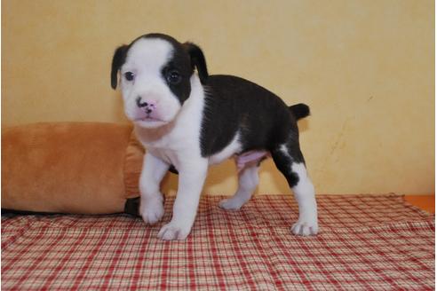 成約済の京都府のミックス犬-76714の2枚目