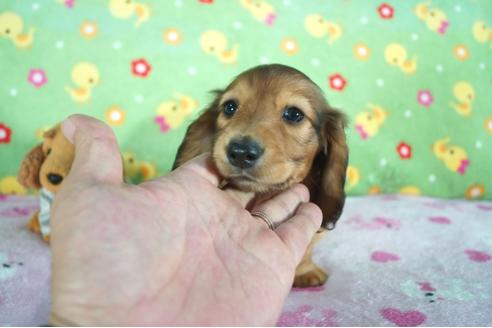 成約済の兵庫県のミニチュアダックスフンド(ロングヘアード)-75817の6枚目