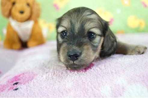 成約済の兵庫県のミニチュアダックスフンド(ロングヘアード)-76750の3枚目