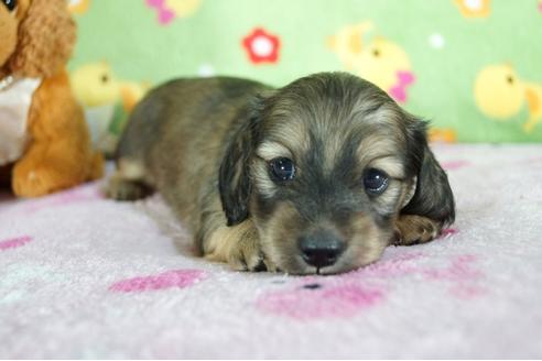 成約済の兵庫県のミニチュアダックスフンド(ロングヘアード)-76750の1枚目