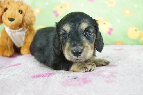 成約済の兵庫県のミニチュアダックスフンド(ロングヘアード)-76755の7枚目