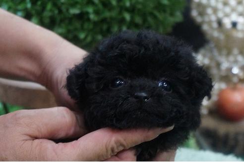ブラック系のトイプードルの子犬を探す（56ページ目