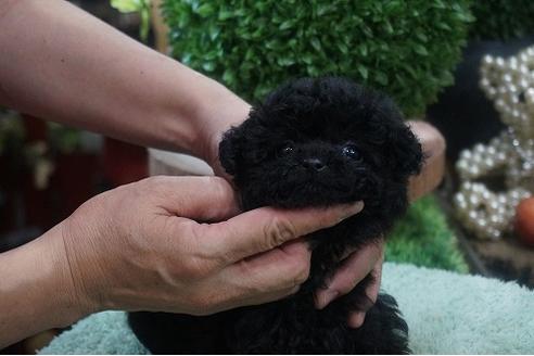 成約済の京都府のティーカッププードル-76771の3枚目