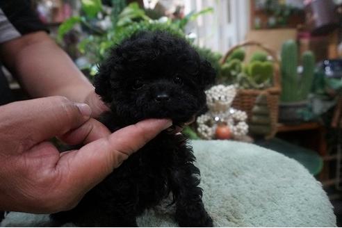 成約済の京都府のティーカッププードル-76771の2枚目