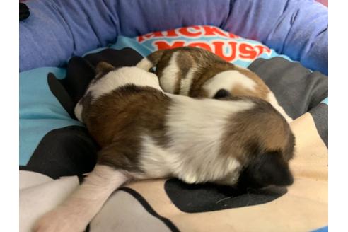 成約済の岐阜県のミックス犬-76777の5枚目