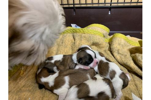 成約済の岐阜県のミックス犬-76777の4枚目