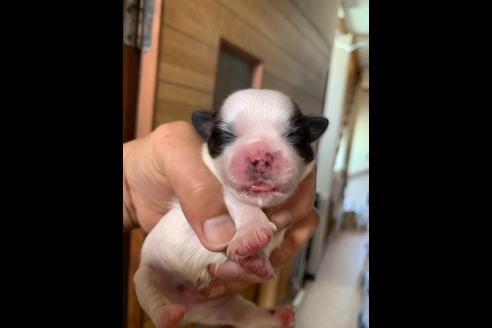 成約済の岐阜県のミックス犬-76777