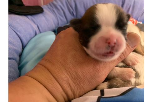 成約済の岐阜県のミックス犬-76778