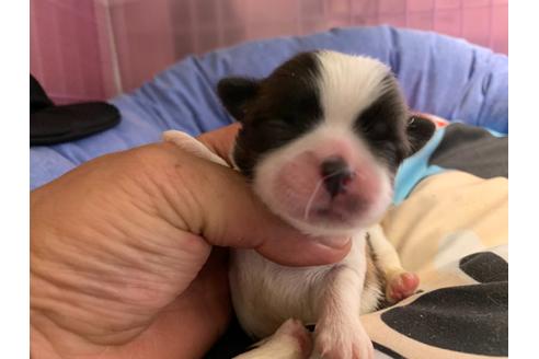成約済の岐阜県のミックス犬-76781