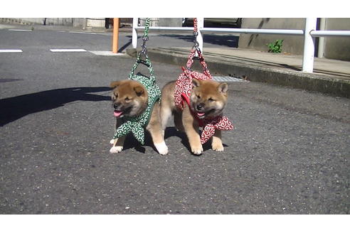 成約済の福岡県の豆柴-74436の6枚目