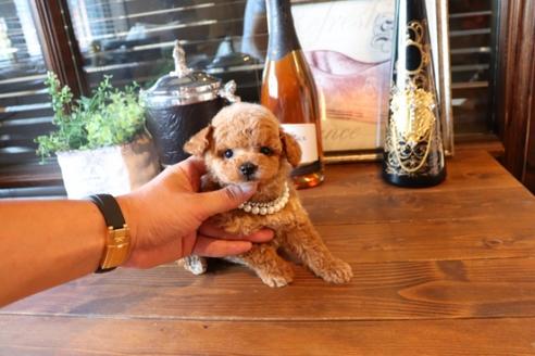 成約済の埼玉県のタイニープードル-76811の10枚目