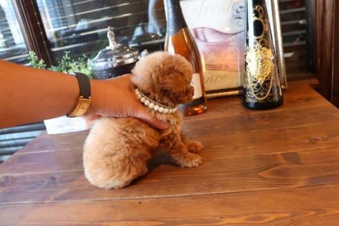 成約済の埼玉県のタイニープードル-76811の9枚目