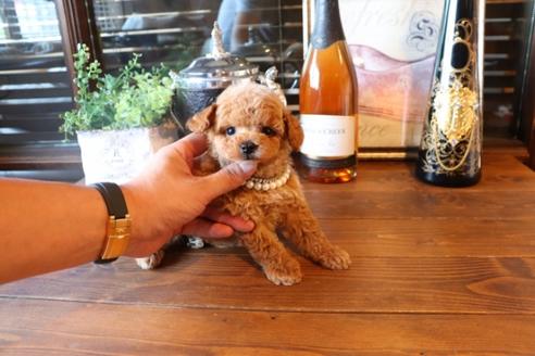 成約済の埼玉県のタイニープードル-76811の8枚目