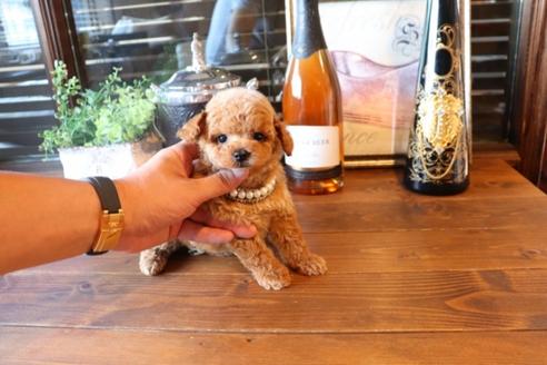 成約済の埼玉県のタイニープードル-76811の6枚目