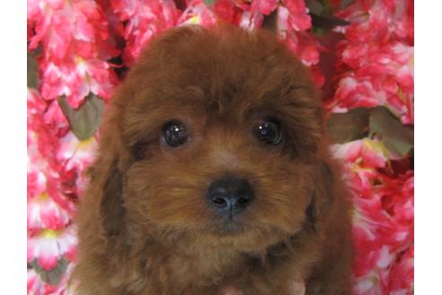 成約済の茨城県のトイプードル-76822の2枚目