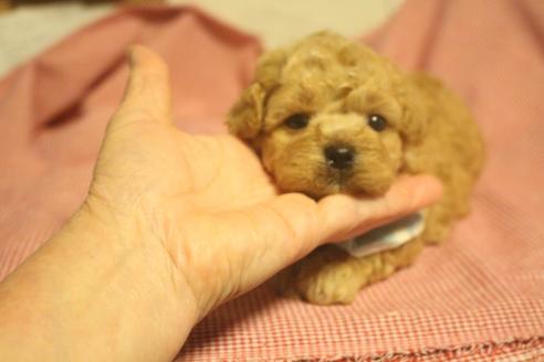 成約済の奈良県のトイプードル-76829の6枚目