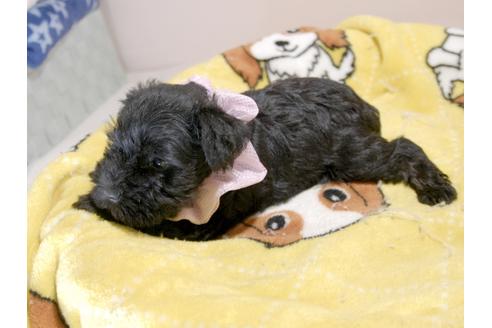 成約済の埼玉県のミニチュアシュナウザー-75247の4枚目