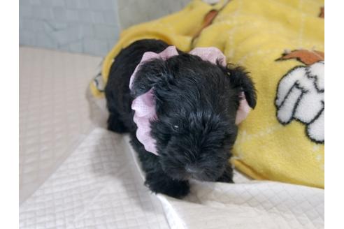 成約済の埼玉県のミニチュアシュナウザー-75247の2枚目