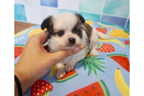 成約済の香川県のチワワ(ロングコート)-76669の8枚目