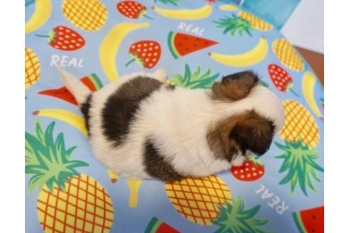 成約済の香川県のチワワ(ロングコート)-76669の7枚目