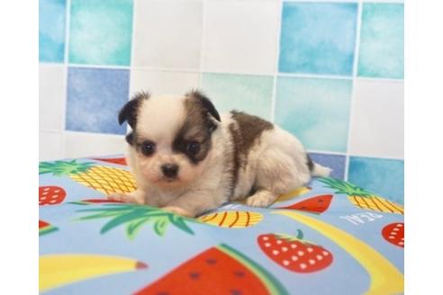 成約済の香川県のチワワ(ロングコート)-76669の6枚目