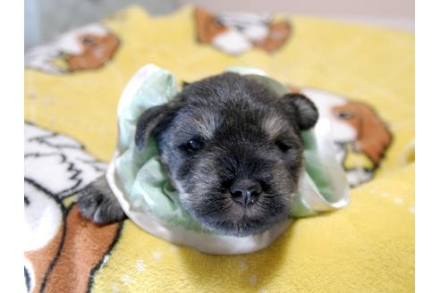 成約済の埼玉県のミニチュアシュナウザー-76851の1枚目