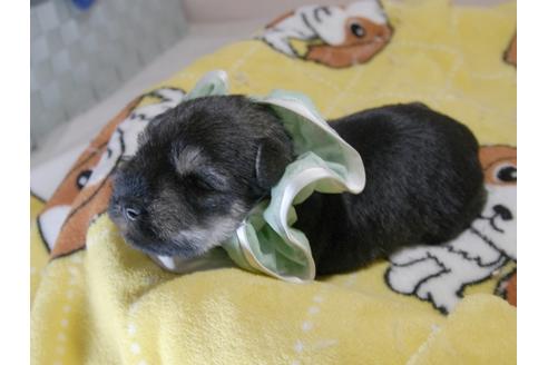 成約済の埼玉県のミニチュアシュナウザー-76851の4枚目