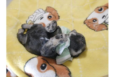 成約済の埼玉県のミニチュアシュナウザー-76851の3枚目