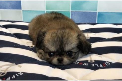 成約済の香川県のミックス犬-76673の7枚目