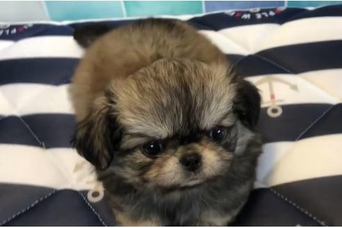 成約済の香川県のミックス犬-76673の6枚目