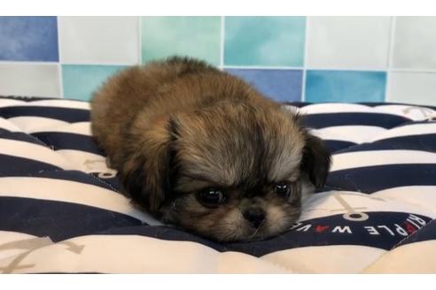 成約済の香川県のミックス犬-76673の5枚目