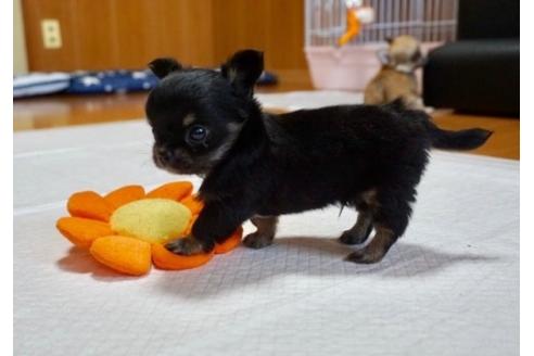 成約済の香川県のチワワ(ロングコート)-76674の3枚目