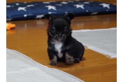 成約済の香川県のチワワ(ロングコート)-76674の2枚目