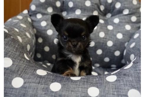 成約済の香川県のチワワ(ロングコート)-76674