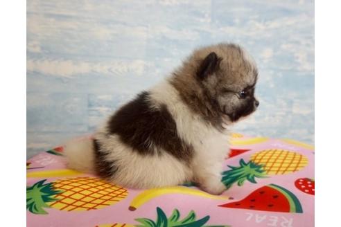 成約済の香川県のポメラニアン-76675の3枚目