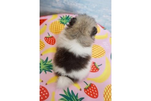 成約済の香川県のポメラニアン-76675の2枚目