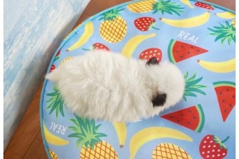 成約済の香川県のポメラニアン-76676の2枚目