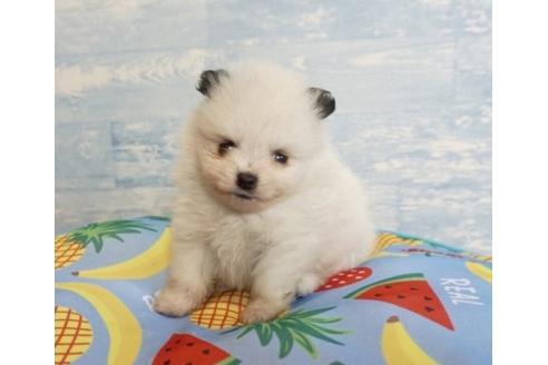 成約済の香川県のポメラニアン-76676の1枚目