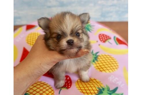 成約済の香川県のポメチワ:ポメラニアン×チワワ-76678の1枚目