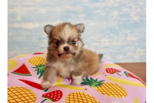 成約済の香川県のポメチワ:ポメラニアン×チワワ-76678の2枚目