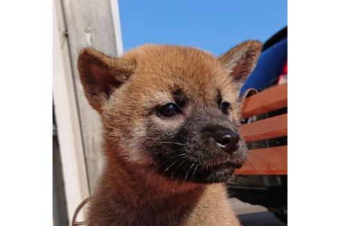 成約済の宮崎県の柴犬-74932の1枚目