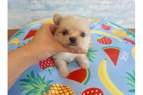 成約済の香川県のポメラニアン-76677の6枚目