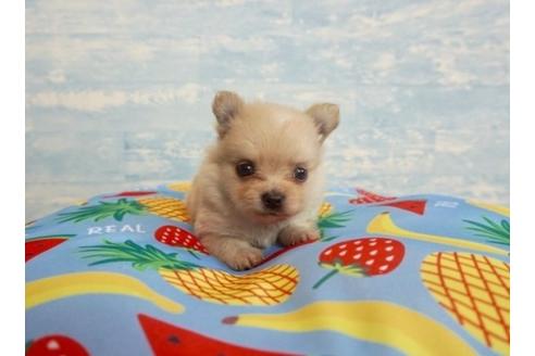 成約済の香川県のポメラニアン-76677の5枚目