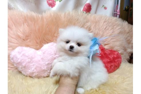 成約済の愛知県のミックス犬-76864の1枚目