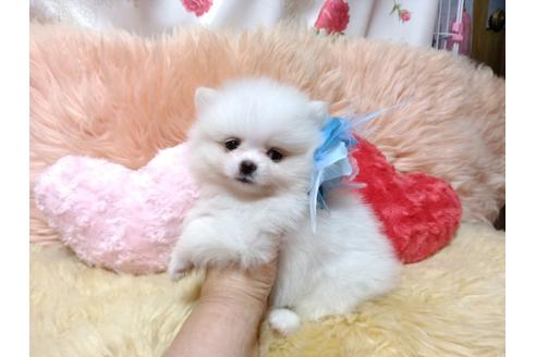 成約済の愛知県のミックス犬-76864の4枚目