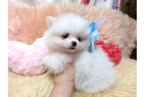 成約済の愛知県のミックス犬-76864の2枚目