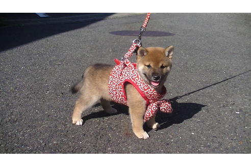 成約済の福岡県の豆柴-74436の5枚目