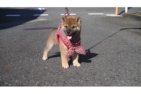 成約済の福岡県の豆柴-74436の1枚目