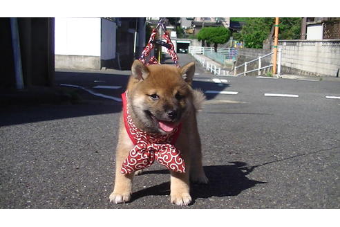 成約済の福岡県の豆柴-74436の4枚目